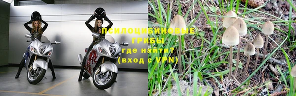 стафф Богданович